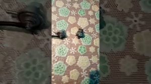 Адский скутер вечный краник на бензобак