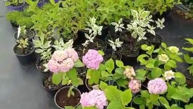 Декоративные растения краснодар смотреть онлайн