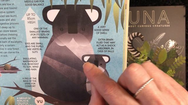 FAUNA: Australia's Most Curious Creatures - The Koala