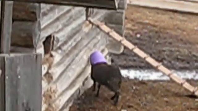 баран и ведро