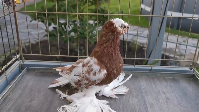 Голуби Albert Zickert Германия. Двухчубые голуби. Tauben. Pigeons. Palomas. Pombos. 비둘기. کبوترها. смотреть онлайн