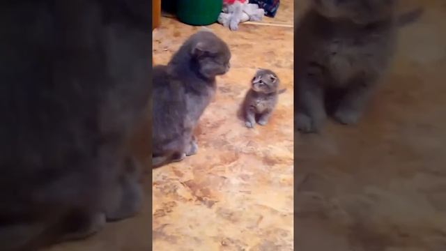 Мой выводок мама серая кошка папа светло серый кот !!! НЯ#?????? смотреть онлайн