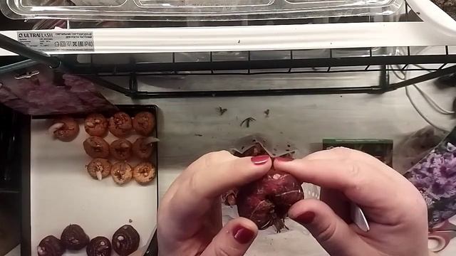 Распаковка, осмотр,обработка.Гладиолусы из ИМ:Владивосток, Passos, Purple Flora смотреть онлайн