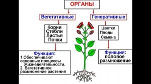 § 1 Царство растения. Внешнее строение и общая характеристика растений.