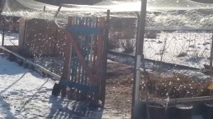 Содержание гусей зимой. Гуси на прогулке.