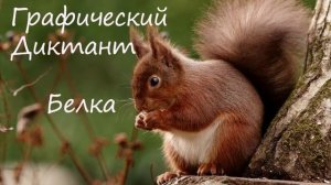 Графический Диктант Белка