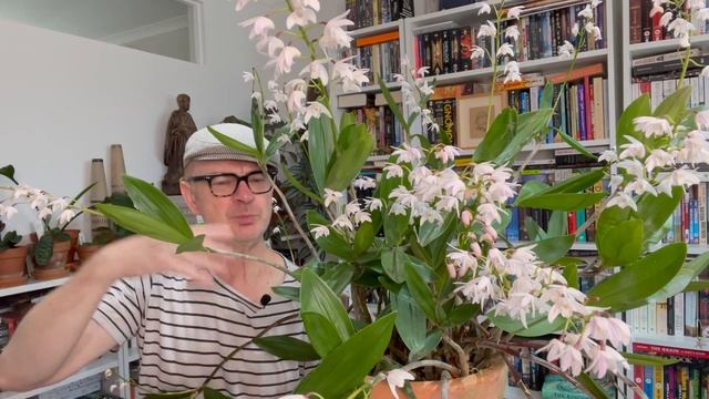 My Dendrobium kingianum is actually Dendrobium x delicatum! смотреть онлайн