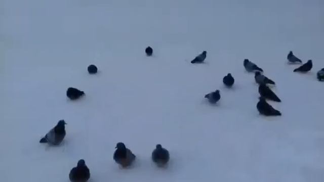 Главная площадь города Приозерска. смотреть онлайн