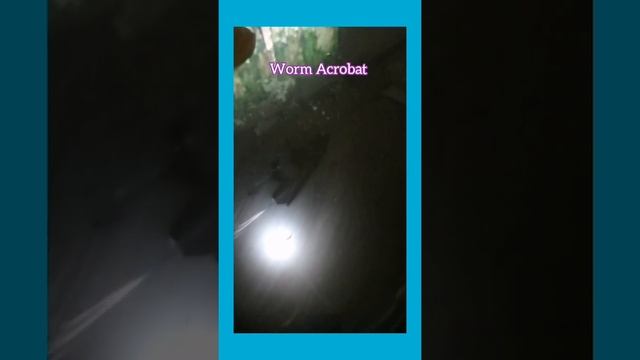 The Amazing Worm Acrobat смотреть онлайн
