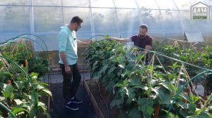 ПАРТНЕР БАКЛАЖАН ВИТАЛИК F1, Партнер Баклажан АНДРЮША F1