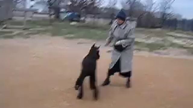 п-к Роман-Кош. Хозяйка Наташа с Танго Савали. Тренинг к Киеву 2004 смотреть онлайн