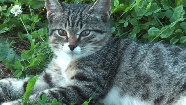 Которва Сёмга на травке. Full HD Panasonic TM-300 смотреть онлайн