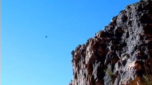 Насекомые Навозный жук  Блюз навозного жука