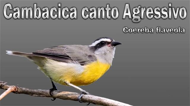 Cambacica canto Agressivo gravado ao vivo em HQ para ensinamento de filhotes!!!!!!! смотреть онлайн