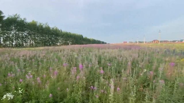 Бизнес без вложений/ Дубовые Веники/ Снова покупаю веники смотреть онлайн