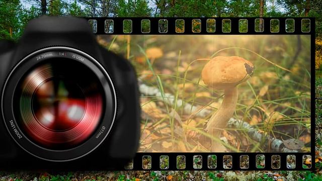 Удивительный мир грибов глазами фотографа Владимира Еремина смотреть онлайн