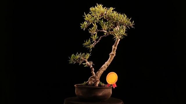 Bonsai Ficus Neriifolia 09.1953 смотреть онлайн