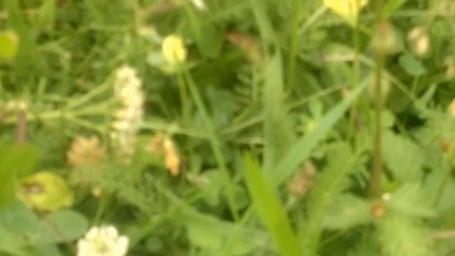 ХРОМОЙ ТИМУРЛАН И КАРАЧАЙ! - Видео ролик Байдымат Кечеруковой. 8.08.2016. смотреть онлайн