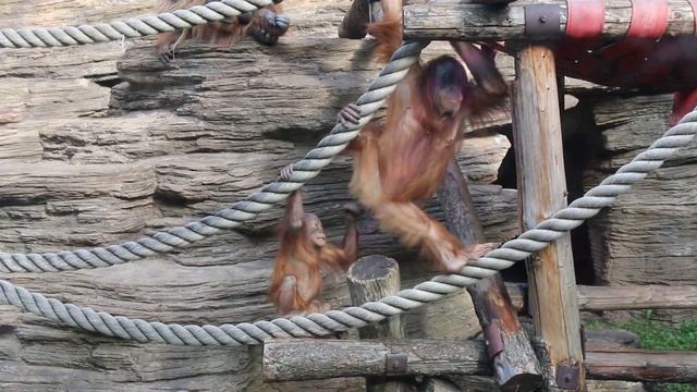 Орангутан и жопа мамы - Orangutan and Ass смотреть онлайн