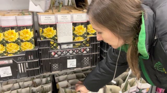 Обзор саженцев роз в Гринвилль! Огромный выбор, много новинок! смотреть онлайн