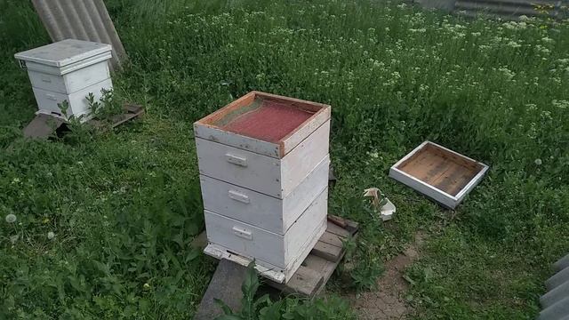 Продолжаю профилактические обработки пчел от комплекса болезней.Маслом полыни таврической. смотреть онлайн