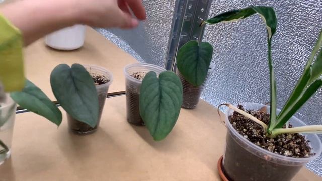 Гибрид Вильямси “Java Beauty “ филодендрон “Black Cardinal Variegata “ Garage Greenhouse.Rare Aroid