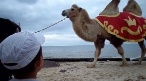 Верблюд, лама, осел и лошадь \ Camel, Lama, donkey and horse