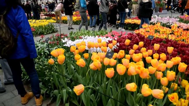 ИСПОЛНИЛАСЬ МОЯ МЕЧТА ! 🌹🌹🌹ВСТРЕТИЛА ПОДПИСЧИКОВ . смотреть онлайн