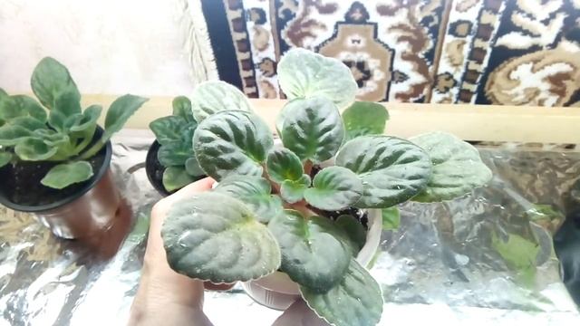 Как эффективно бороться с клещом на фиалках Сделайте так и клещ уйдет смотреть онлайн