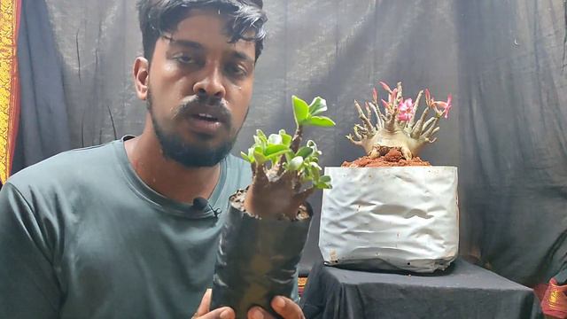Adenium Arabicum Black Onx Emperor