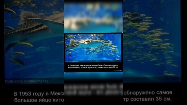 Интересные факты о китовой акуле #shotrs #акулы смотреть онлайн