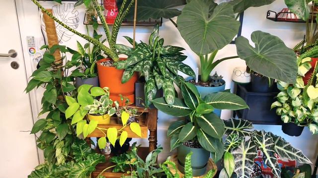 #15-PLANT TOUR «1»[ Mars 2023 ] Bienvenu Chez Moi 🪴#planttour #plantaddict