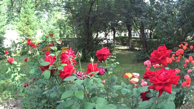 Влог. Прогулка по городу. Алмата вечный огонь. смотреть онлайн
