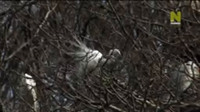 История жизни белой цапли смотреть онлайн