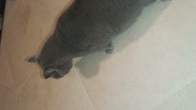 черногорские котики 2 смотреть онлайн