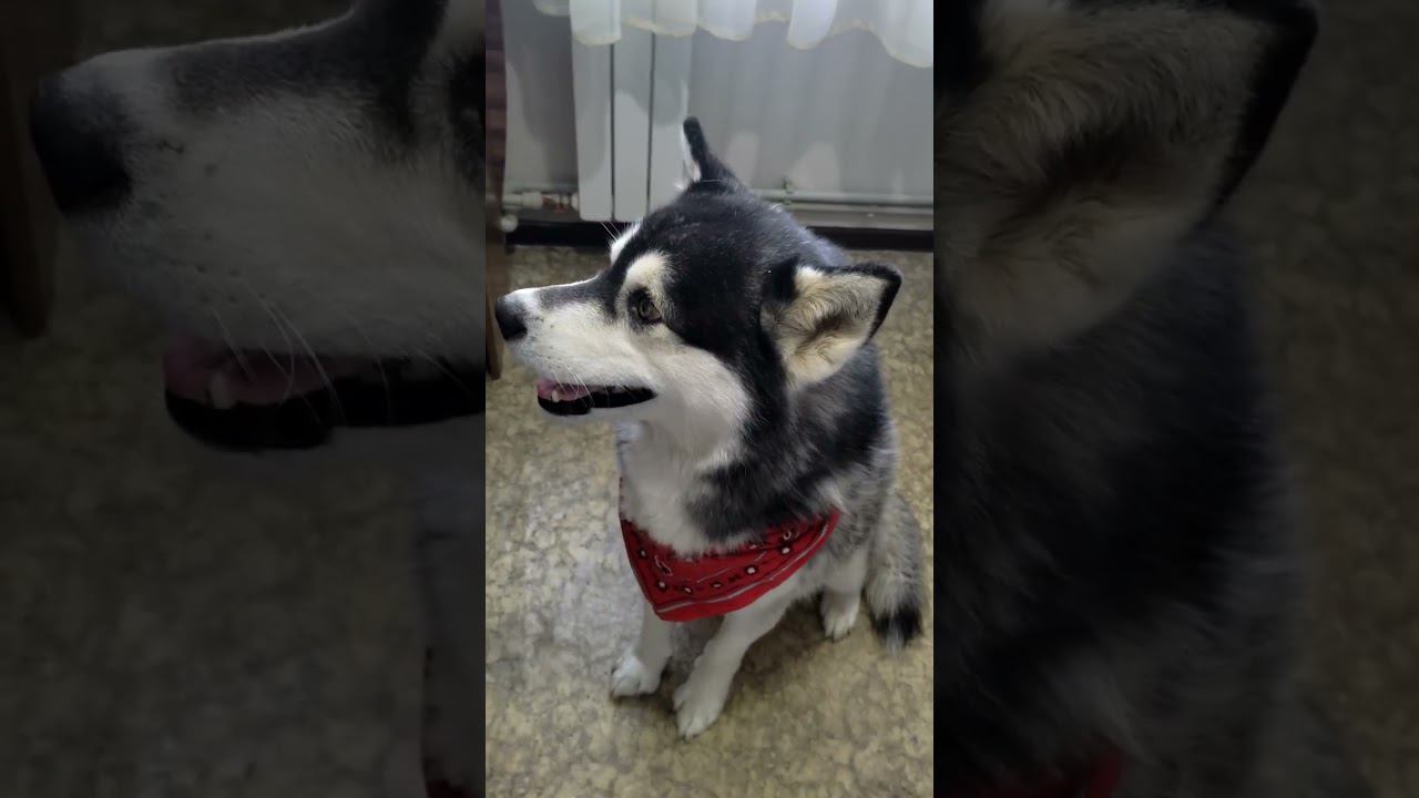 Маламут Алтай контролирует процесс приготовления тортика))) #shotrs #январь2024 #евпатория #собаки смотреть онлайн