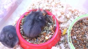 УБОРКА У ХОМЯЧАТ  \ СМЕШНЫЕ ХОМКИ \ КУДА ДЕТЬ ХОМЯЧАТ \ где купить хомяка? \  Alisa Easy Pets