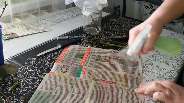 Размножение розы. Метод Буррито. смотреть онлайн