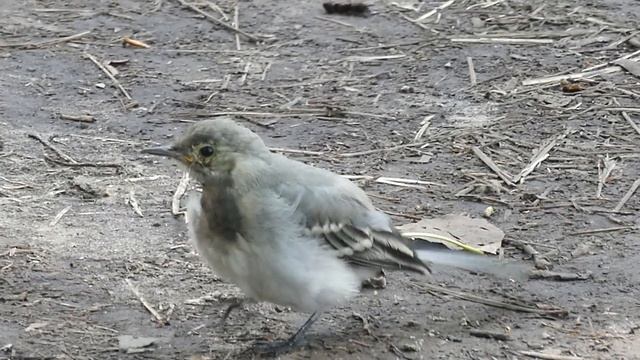 Люсьен Шамбаллани музыка для позитивного настроения и гармонии с природой. смотреть онлайн
