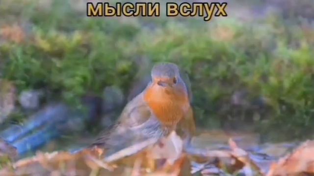 Самвел Ад без вариантов.Обратили внимание когда они активнее?Зачем бежать,если Виктория? смотреть онлайн