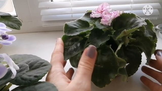 Полив фиалок зимой. Фиалки зимуют на подоконнике. смотреть онлайн