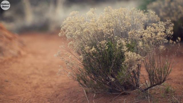 Шопот пустыни! смотреть онлайн