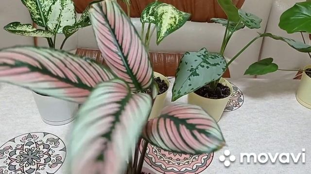 Комнатные цветы/растения. Мои неприхотливые аглаонемы, фикус, калатеи, филодендрон. смотреть онлайн