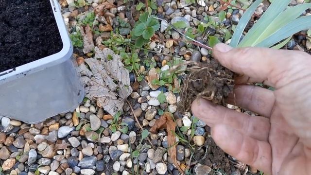 How To Grow Sisyrinchium From Seed смотреть онлайн