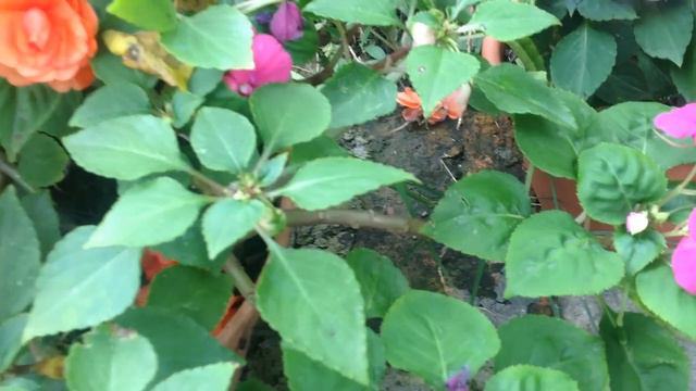 como cultivar Impatiens (Alegria del hogar) смотреть онлайн
