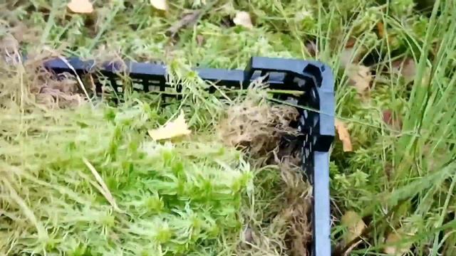 как и где  собираю мох сфагнум