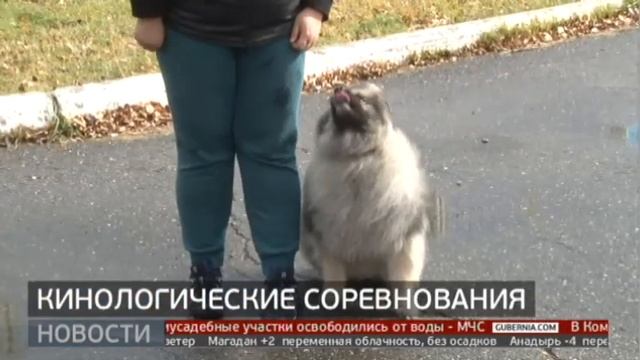 Собаки со всего дальнего востока приехали в Хабаровск на чемпионат федерального округа. 11/10/21 смотреть онлайн