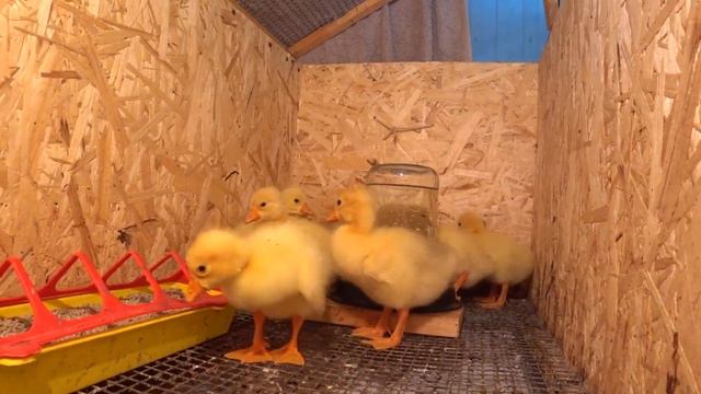 Весна время прибавления в хозяйстве😊 Новые питомцы 🦢 Не мучай ее😏 🐥🐤🐣Жизнь в своем доме на Куб смотреть онлайн