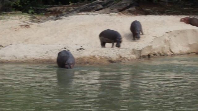 Простая жизнь бегемота смотреть онлайн