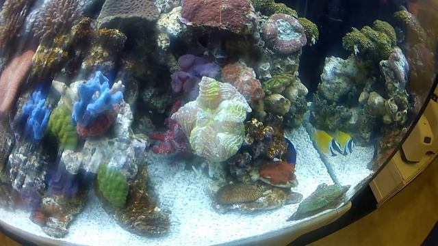 Red Sea S 400 in Singapore on Gopro смотреть онлайн